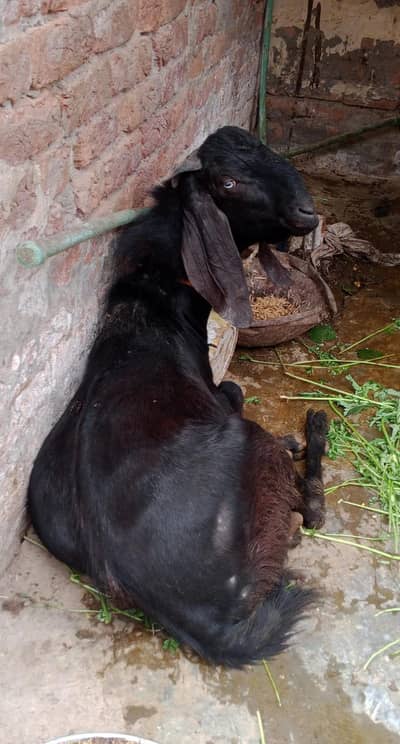 Bakar Dondha 1 saal 4manth  Black Color Kg30+35 hai