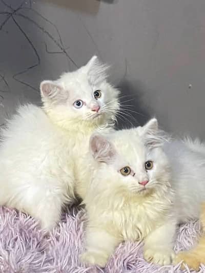 Persian cat for sale my WhatsApp number  03703659905