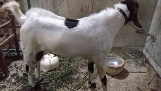 BAKRA (Aando)