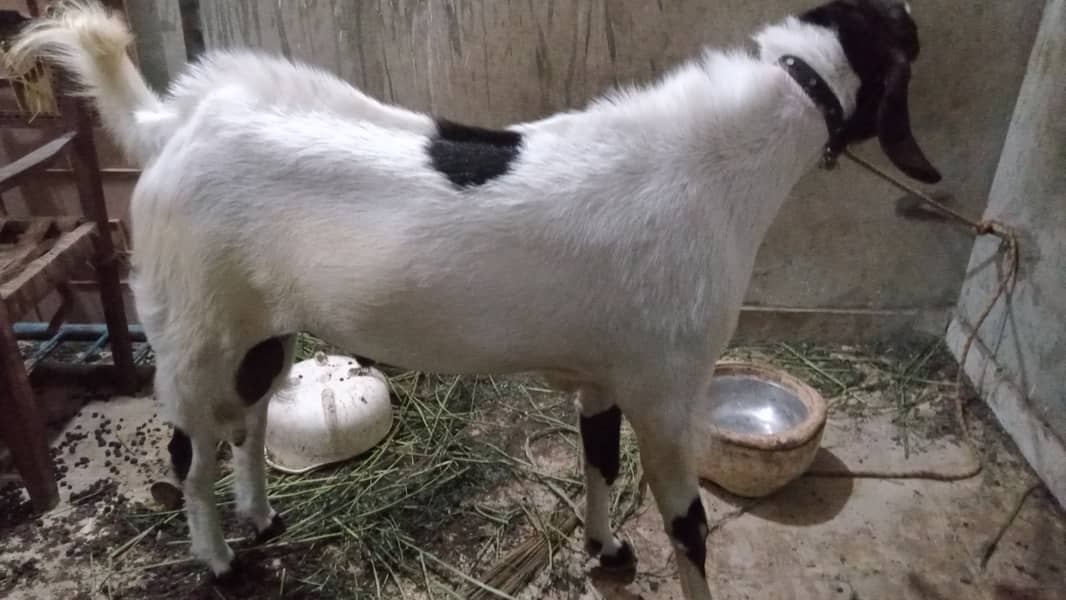 BAKRA (Aando) 0