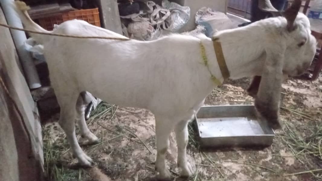 BAKRA (Aando) 1