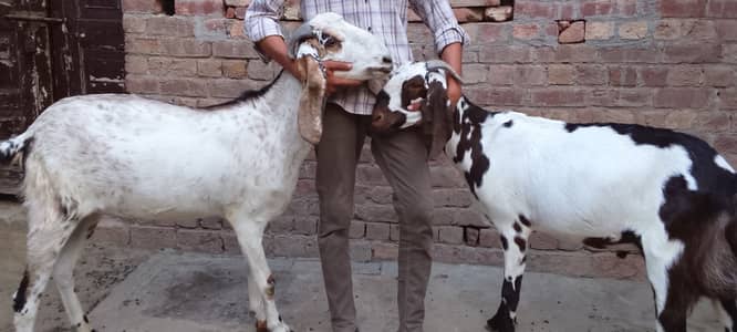 Pure Beetal/Makhi Cheena Pair 70-80KG | Heavy Weight Qurbani Goats