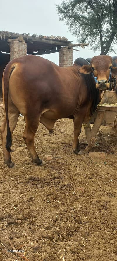 4 Bulls/ Dandh Available for Qurbani. . 2026 in Okara
