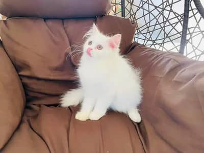 Persian cat for sale my WhatsApp number  03703659905