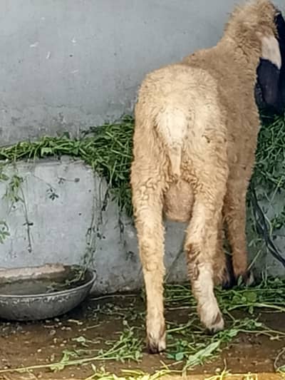 qurbani ka bakra urgent for sale 03004835587