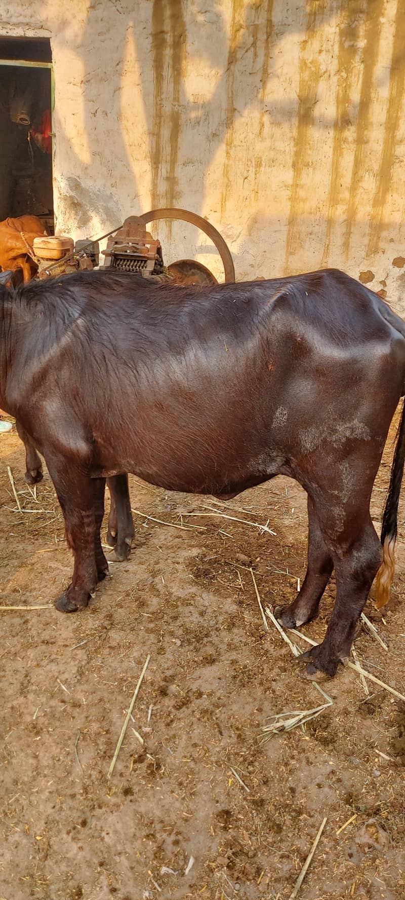 کٹی  ڈنڈی ہے 0