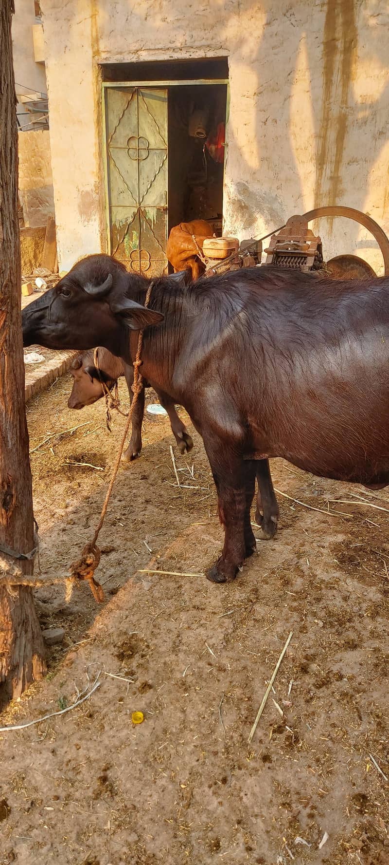 کٹی  ڈنڈی ہے 1