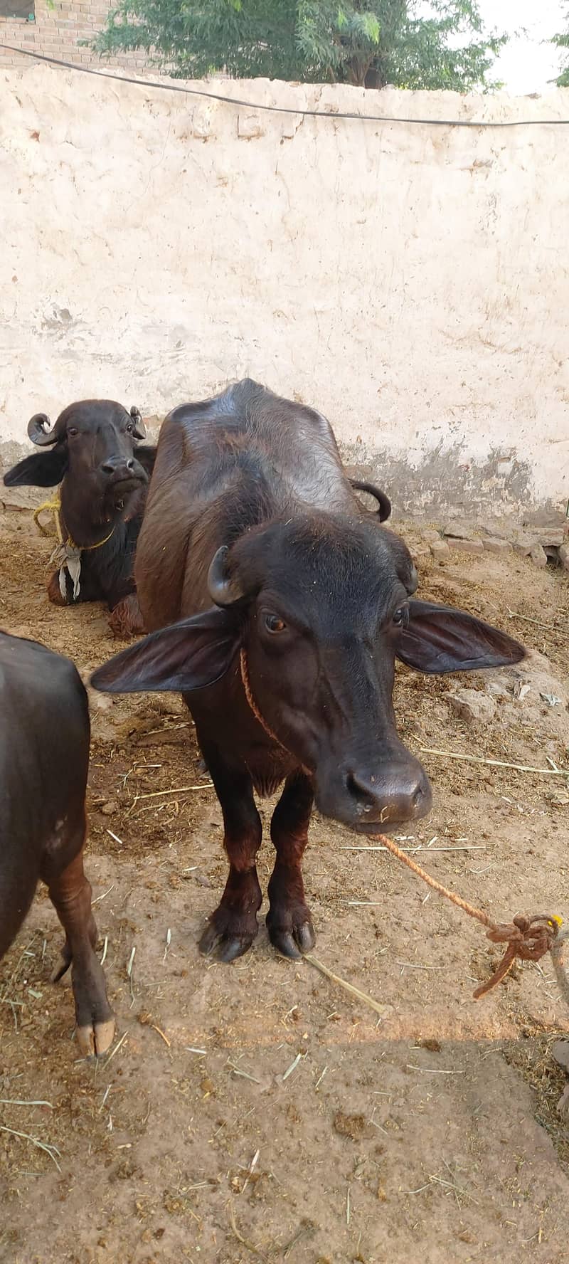 کٹی  ڈنڈی ہے 2