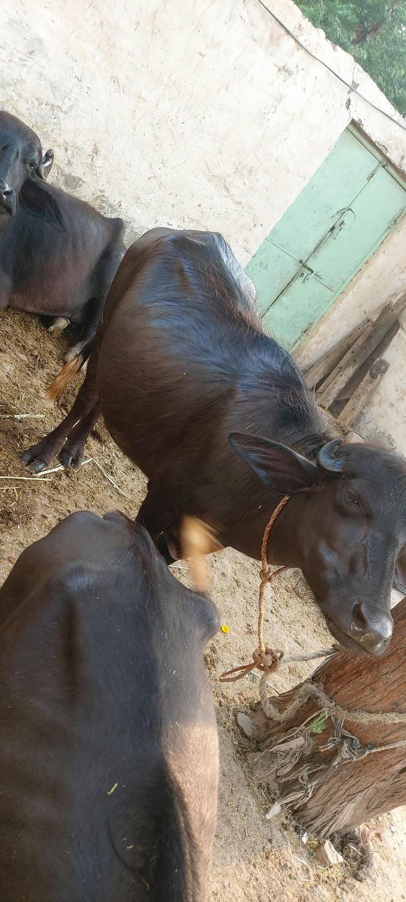 کٹی  ڈنڈی ہے 3