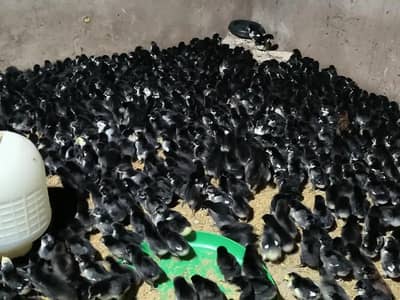Australorp chicks|Black australorp chicks|pure australorp|Fertile egg