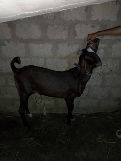 breeder kamori white dot