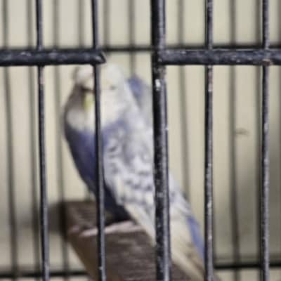 Budgie parrots for sale