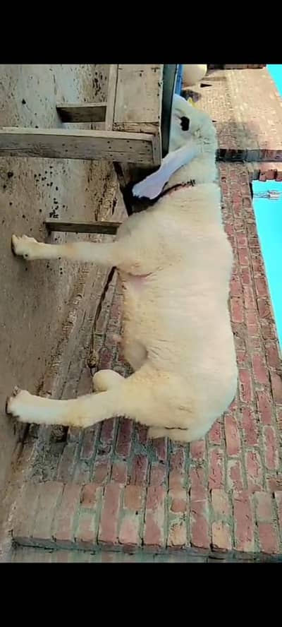 mundra kajla chatra for sale 63kg+ weight