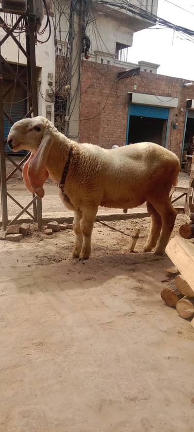 pure kagla chatra