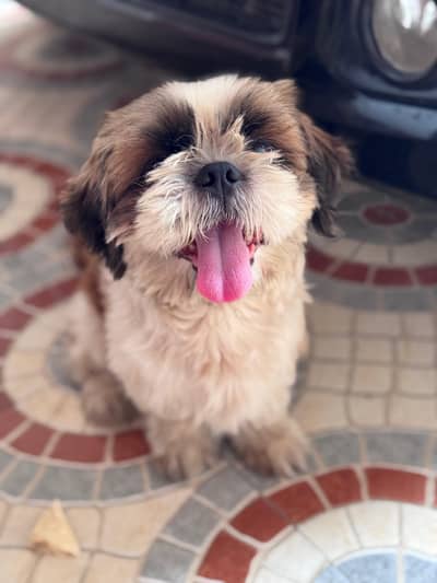 Shihtzu Miniature sized Male (fully trained)