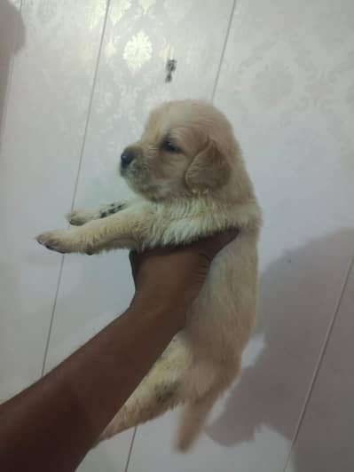 Golden retriever puppies available for sale