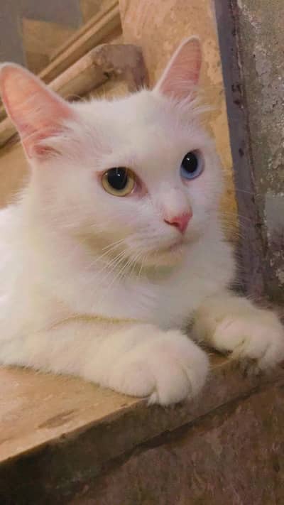 perision kitten Tripple coated and his mother cat odd eyes