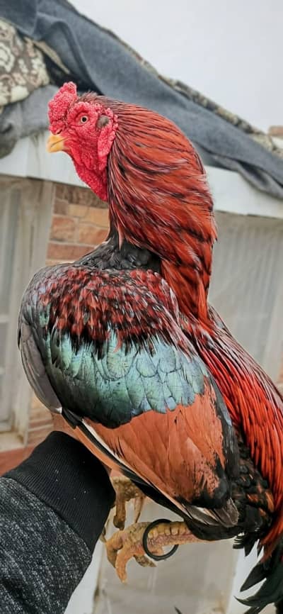 Pure & Original 101% Old Bloodline Aseel Amroha For Sale