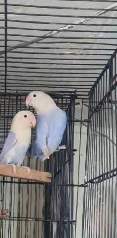 love birds