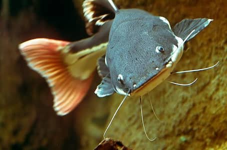 Redtail catfish size 8 inch