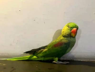 raw parrot male +92 313 4725844