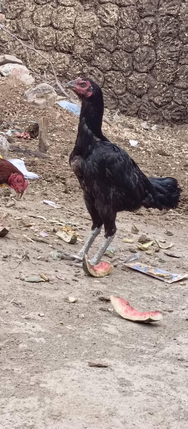 123456 2