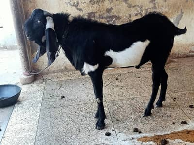 Pure Nasli Bakra Andel . 0317.7271975