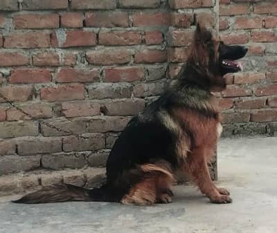 Healthy & Active German Shepherd Breeding pink pedgri Female for Sale