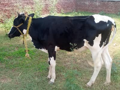 BACHRI FOR SALE