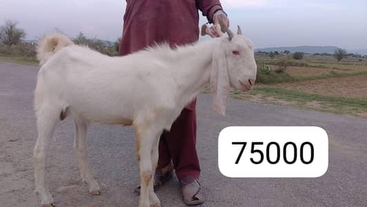 Eid Bakras for sale