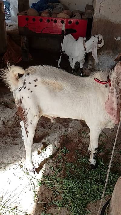 2 bakra hai 2 dant ka