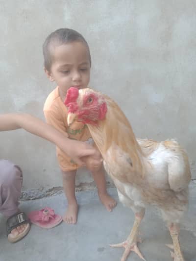 for sale lari wala ha