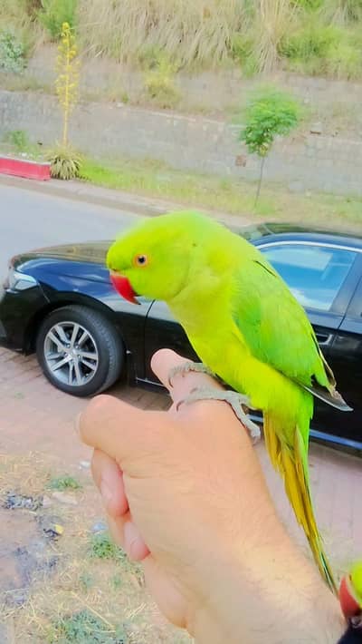 03435131048 Green ringneck parrot handtame