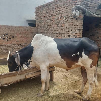 Desi Bull For Qurabni / 4 Dant