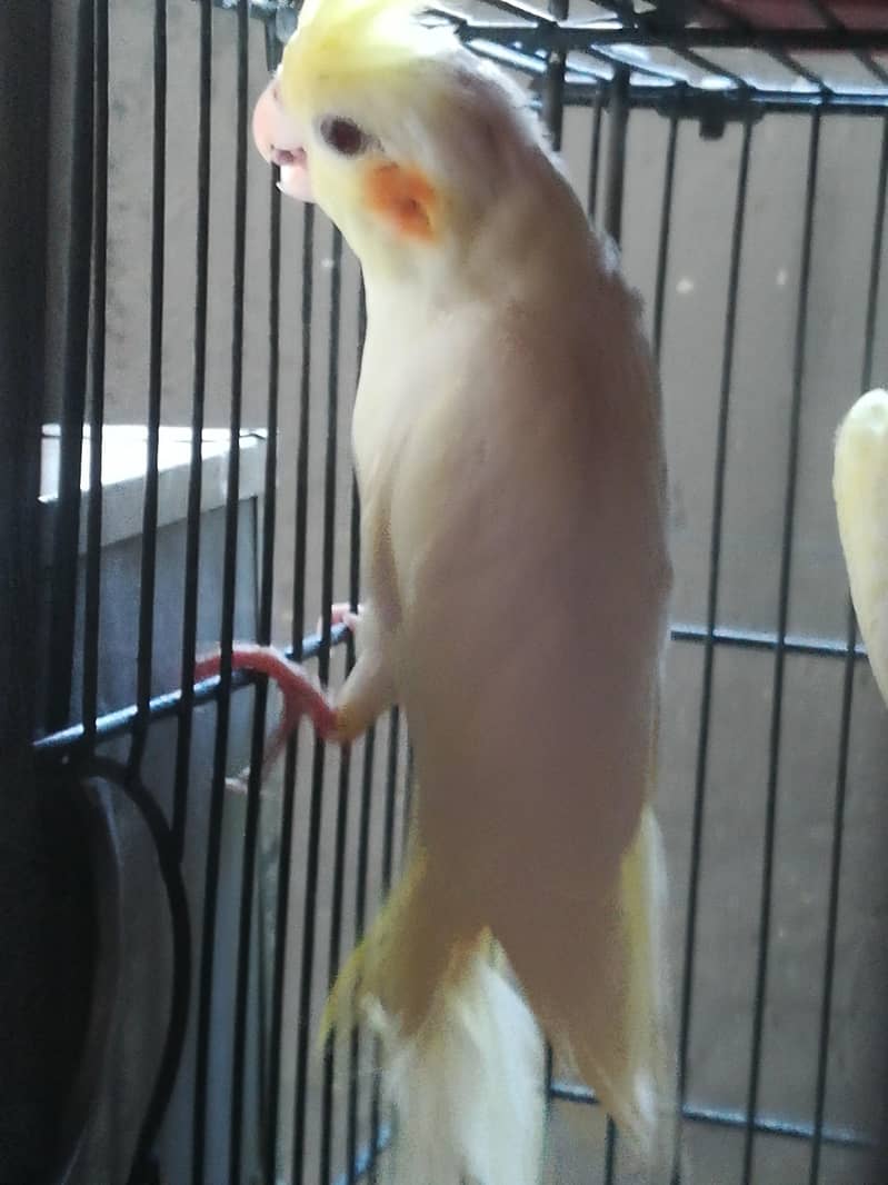 cocktail 1