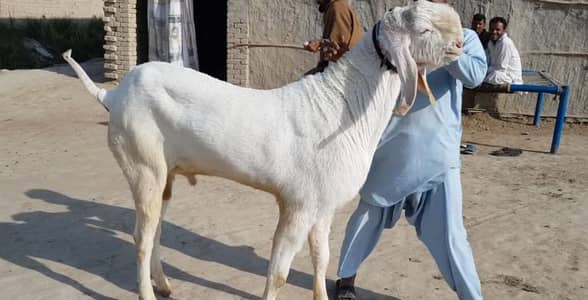 Qurbani ke Liye Bakra For Sale _03233558634
