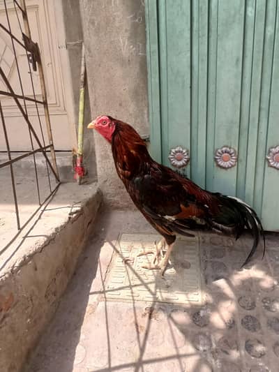 Aseel mianwali gurga