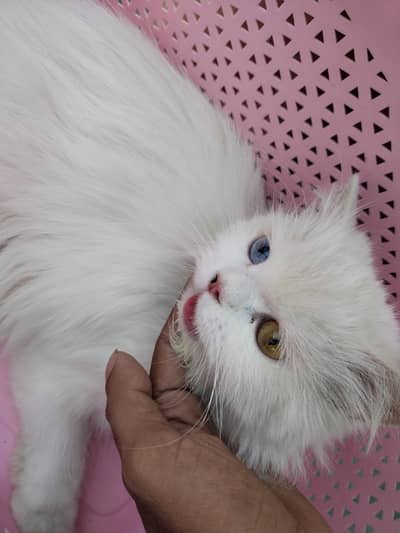 Persian female