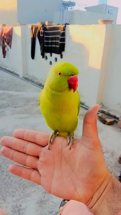 03369510495Green ringneck parrot self chick  handtame male