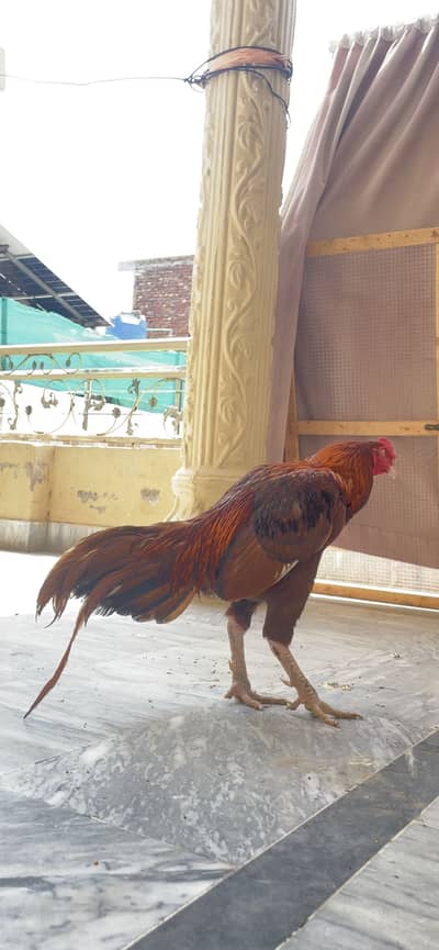 Mianwali male