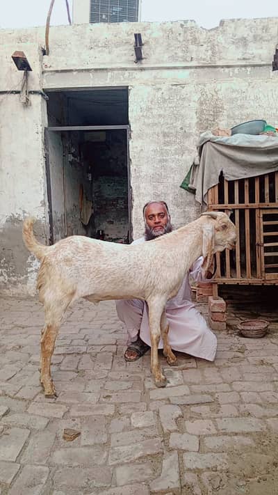 Makhi cheena | Bakra | Goat | Qurbani | 2 Dant | بکرا