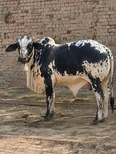 “2 Saal Ka Heavy Healthy Bull – Qurbani Ke Liye Best