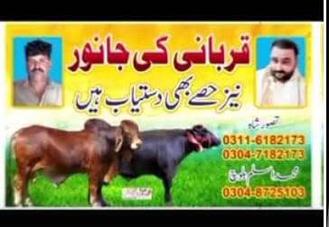 قربانی کے جانور اور ان کے حصے دستیاب ہیں لوکیشن ملتان چوکمار والا حسن 1