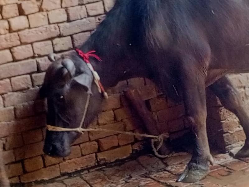 قربانی کے جانور اور ان کے حصے دستیاب ہیں لوکیشن ملتان چوکمار والا حسن 2