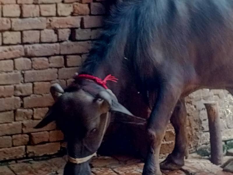 قربانی کے جانور اور ان کے حصے دستیاب ہیں لوکیشن ملتان چوکمار والا حسن 3