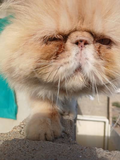 peki breedar male for sale