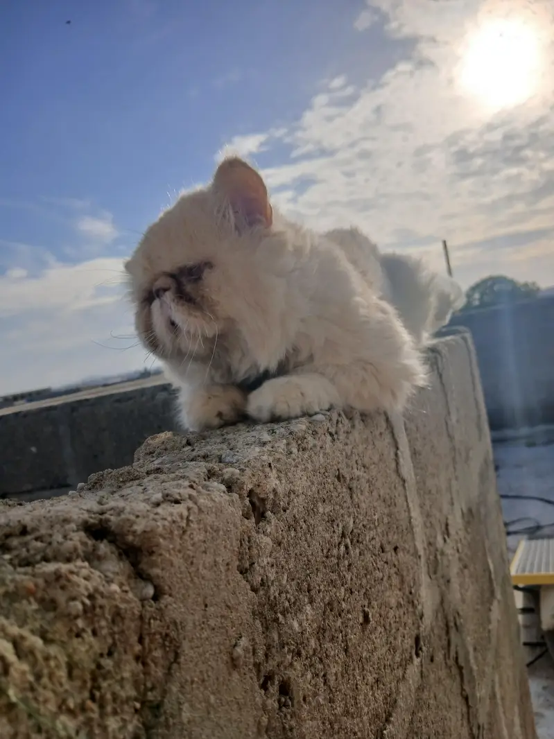 peki breedar male for sale — photo 2