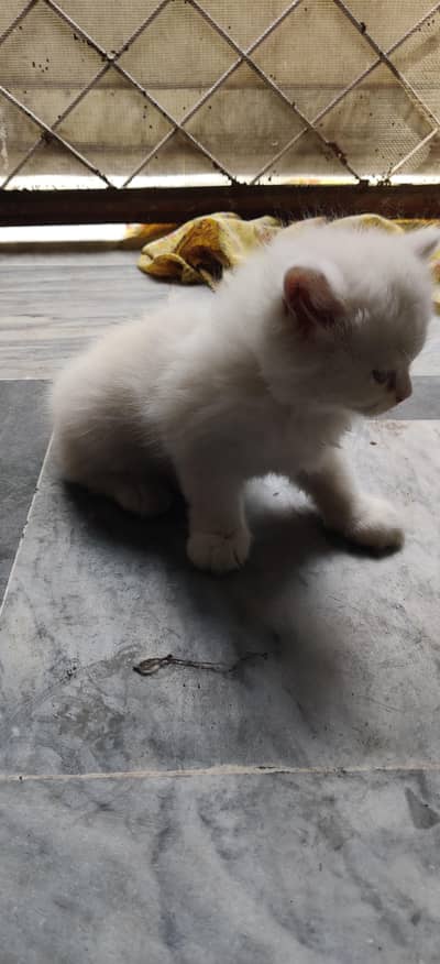 sale cat