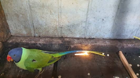 Parrot for sale male and female