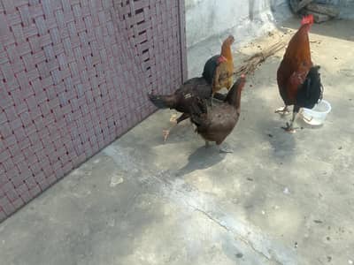 assel murgi for sale in attock